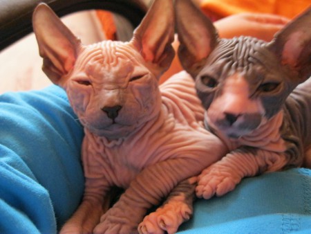 Anubis Shadow Sphynx,SK